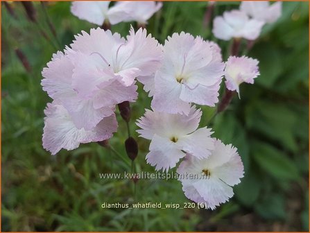 Dianthus &#039;Whatfield Wisp&#039; | Anjer | Nelke