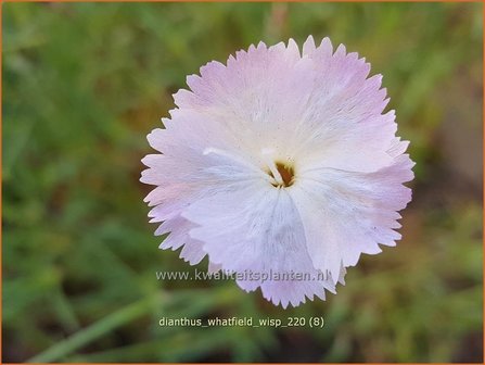 Dianthus &#039;Whatfield Wisp&#039; | Anjer | Nelke