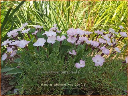 Dianthus &#039;Whatfield Wisp&#039; | Anjer | Nelke