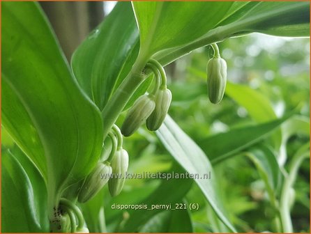 Disporopsis pernyi | Schijnsalomonszegel | Scheinsalomonssiegel