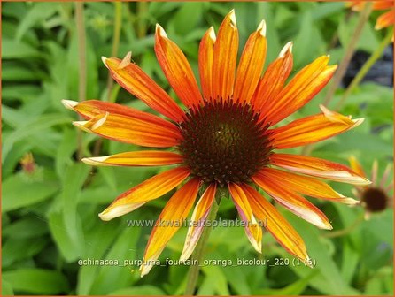 Echinacea purpurea &amp;#39;Fountain Orange Bicolour&amp;#39; | Rode zonnehoed, Zonnehoed | Roter Sonnenhut