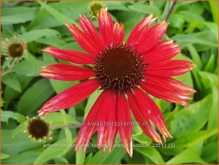 Echinacea purpurea &amp;#39;Fountain Orange Bicolour&amp;#39; | Rode zonnehoed, Zonnehoed | Roter Sonnenhut