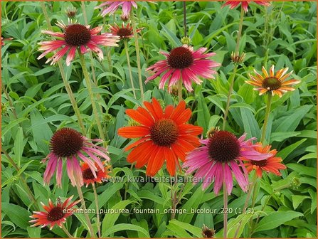 Echinacea purpurea &amp;#39;Fountain Orange Bicolour&amp;#39; | Rode zonnehoed, Zonnehoed | Roter Sonnenhut