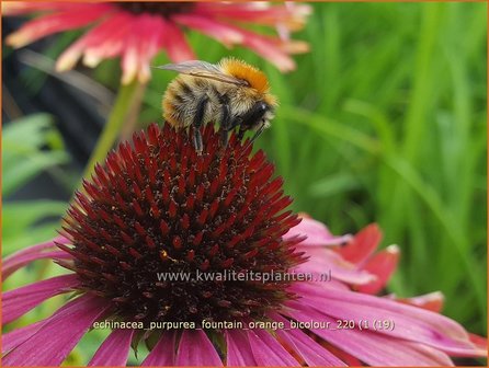 Echinacea purpurea &amp;#39;Fountain Orange Bicolour&amp;#39; | Rode zonnehoed, Zonnehoed | Roter Sonnenhut