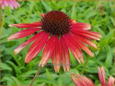 Echinacea purpurea &amp;#39;Fountain Orange Bicolour&amp;#39; | Rode zonnehoed, Zonnehoed | Roter Sonnenhut