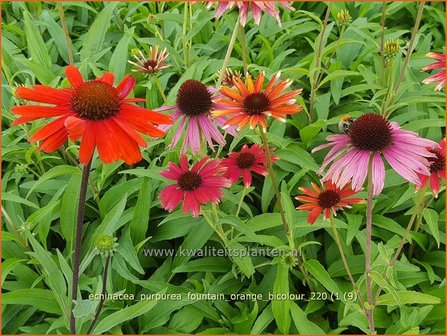 Echinacea purpurea &amp;#39;Fountain Orange Bicolour&amp;#39;