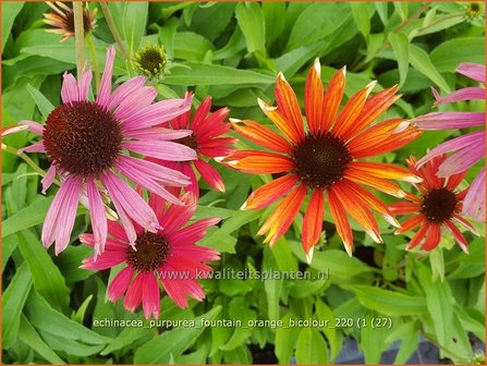 Echinacea purpurea &amp;#39;Fountain Orange Bicolour&amp;#39;