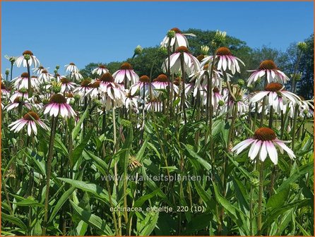 Echinacea purpurea &amp;#39;JS Engeltje&amp;#39; | Rode zonnehoed, Zonnehoed | Roter Sonnenhut