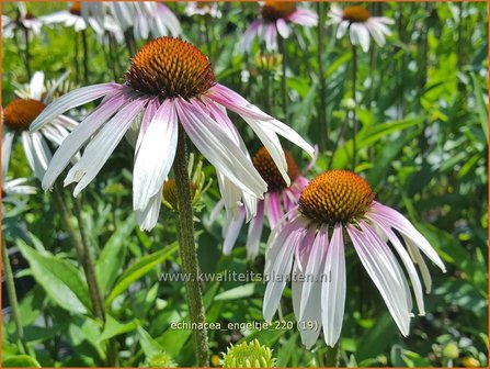 Echinacea purpurea &amp;#39;JS Engeltje&amp;#39; | Rode zonnehoed, Zonnehoed | Roter Sonnenhut