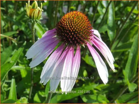 Echinacea purpurea &amp;#39;JS Engeltje&amp;#39; | Rode zonnehoed, Zonnehoed | Roter Sonnenhut