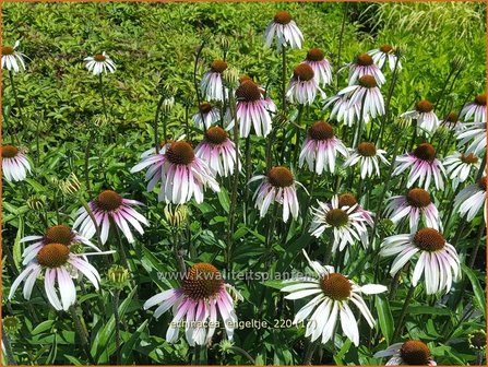 Echinacea purpurea &amp;#39;JS Engeltje&amp;#39; | Rode zonnehoed, Zonnehoed | Roter Sonnenhut