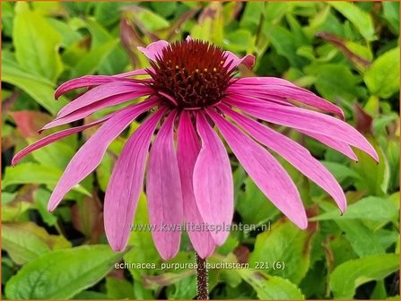 Echinacea purpurea &amp;#39;Leuchtstern&amp;#39; | Rode zonnehoed, Zonnehoed | Roter Sonnenhut