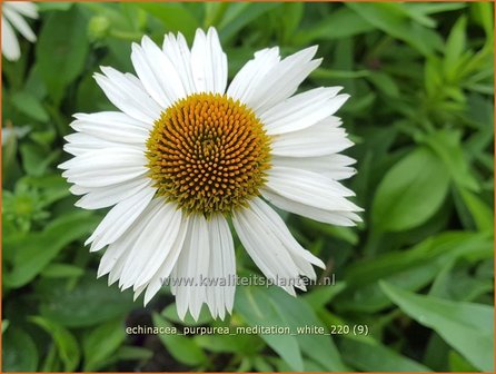 Echinacea purpurea &amp;#39;Meditation White&amp;#39; | Rode zonnehoed, Zonnehoed | Roter Sonnenhut