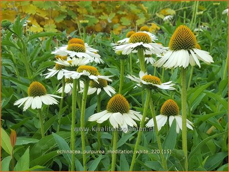 Echinacea purpurea &amp;#39;Meditation White&amp;#39; | Rode zonnehoed, Zonnehoed | Roter Sonnenhut