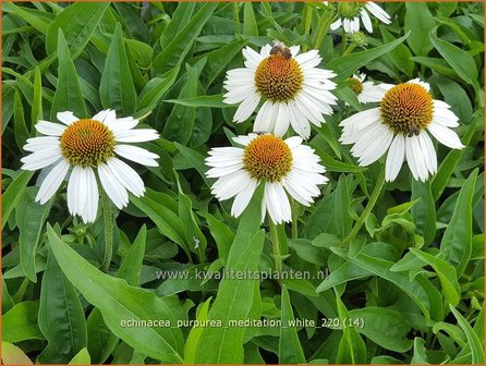 Echinacea purpurea &amp;#39;Meditation White&amp;#39; | Rode zonnehoed, Zonnehoed | Roter Sonnenhut