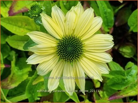 Echinacea purpurea &amp;#39;Mellow Yellow&amp;#39; | Rode zonnehoed, Zonnehoed | Roter Sonnenhut