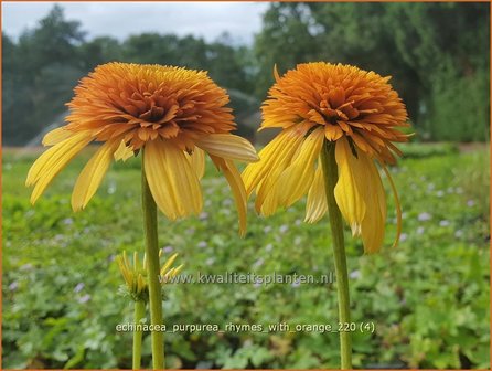 Echinacea purpurea &amp;#39;Rhymes with Orange&amp;#39; | Rode zonnehoed, Zonnehoed | Roter Sonnenhut