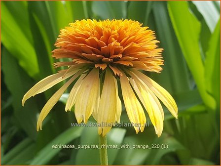 Echinacea purpurea &amp;#39;Rhymes with Orange&amp;#39; | Rode zonnehoed, Zonnehoed | Roter Sonnenhut