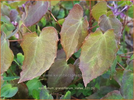 Epimedium grandiflorum &amp;#39;Lilafee&amp;#39; | Elfenbloem | Gro&szlig;bl&uuml;tige Elfenblume