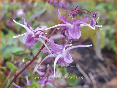 Epimedium grandiflorum &amp;#39;Lilafee&amp;#39; | Elfenbloem | Gro&szlig;bl&uuml;tige Elfenblume