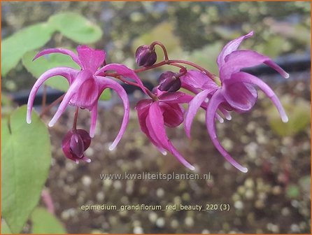 Epimedium grandiflorum &amp;#39;Red Beauty&amp;#39; | Elfenbloem | Gro&szlig;bl&uuml;tige Elfenblume