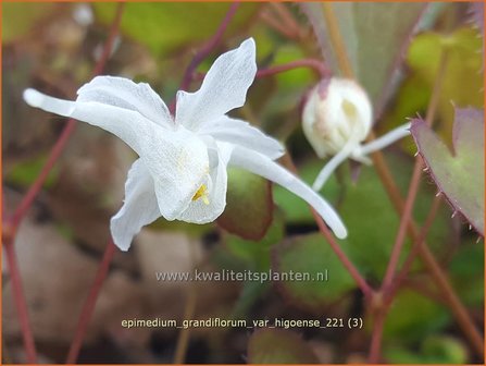 Epimedium grandiflorum var. higoense | Elfenbloem | Gro&szlig;bl&uuml;tige Elfenblume