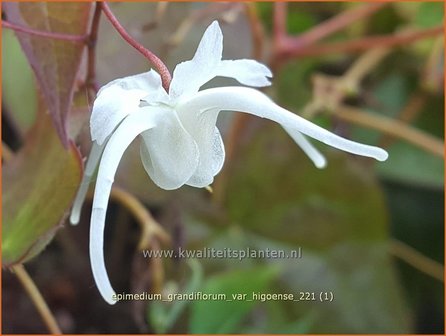 Epimedium grandiflorum var. higoense | Elfenbloem | Gro&szlig;bl&uuml;tige Elfenblume