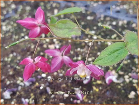 Epimedium rubrum | Elfenbloem | Rotbl&uuml;hende Elfenblume