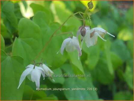 Epimedium youngianum &amp;#39;Yenomoto&amp;#39; | Elfenbloem | Zierliche Garten-Elfenblume