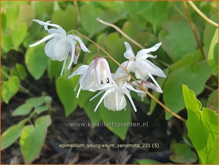 Epimedium youngianum &amp;#39;Yenomoto&amp;#39; | Elfenbloem | Zierliche Garten-Elfenblume