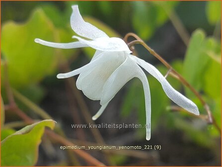 Epimedium youngianum &amp;#39;Yenomoto&amp;#39; | Elfenbloem | Zierliche Garten-Elfenblume