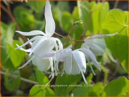 Epimedium youngianum &amp;#39;Yenomoto&amp;#39; | Elfenbloem | Zierliche Garten-Elfenblume