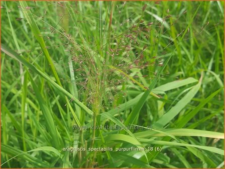 Eragrostis spectabilis &amp;#39;Purpurflirren&amp;#39; | Liefdesgras | Purpur-Liebesgras