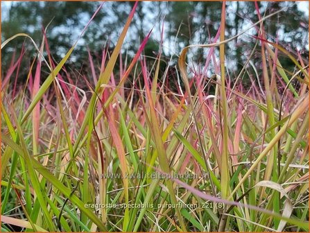 Eragrostis spectabilis &amp;#39;Purpurflirren&amp;#39; | Liefdesgras | Purpur-Liebesgras