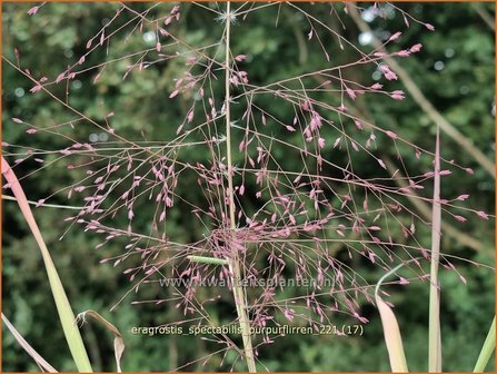 Eragrostis spectabilis &amp;#39;Purpurflirren&amp;#39; | Liefdesgras | Purpur-Liebesgras