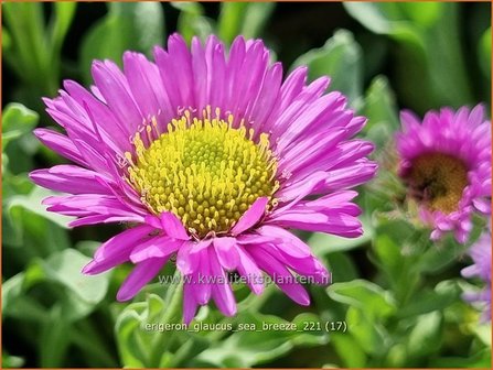 Erigeron glaucus &amp;#39;Sea Breeze&amp;#39; | Fijnstraal | Strand-Berufkraut