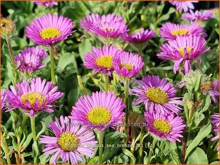 Erigeron glaucus &amp;#39;Sea Breeze&amp;#39; | Fijnstraal | Strand-Berufkraut