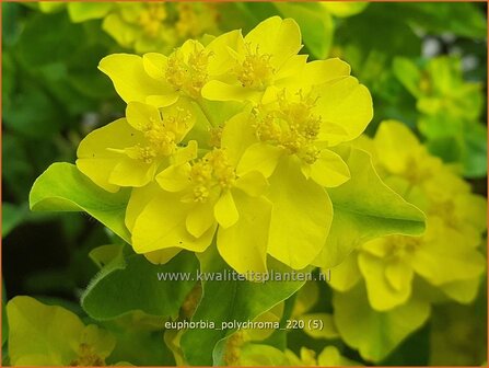 Euphorbia polychroma | Kleurige wolfsmelk, Wolfsmelk | Gold-Wolfsmilch