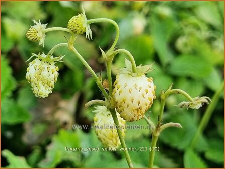 Fragaria vesca &amp;#39;Yellow Wonder&amp;#39; | Bosaardbei, Aardbei | Walderdbeere