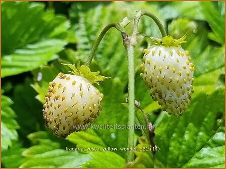 Fragaria vesca &amp;#39;Yellow Wonder&amp;#39;