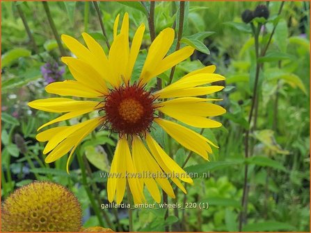 Gaillardia &amp;#39;Amber Wheels&amp;#39;