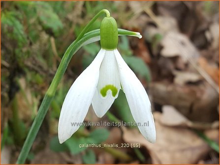 Galanthus nivalis | Gewoon sneeuwklokje, Sneeuwklokje | Kleines Schneegl&ouml;ckchen