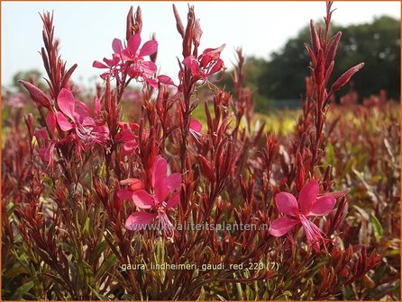 Gaura lindheimeri &amp;#39;Gaudi Red&amp;#39; | Prachtkaars, Vlinderkruid | Prachtkerze