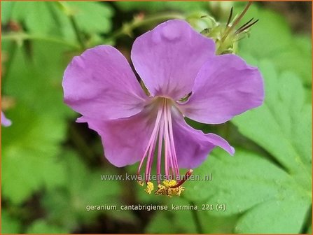 Geranium cantabrigiense &#039;Karmina&#039;