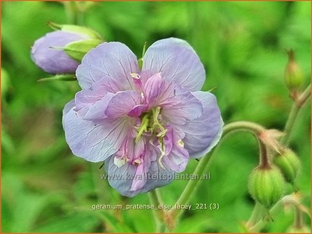 Geranium pratense &amp;#39;Else Lacey&amp;#39; | Beemdooievaarsbek, Ooievaarsbek, Tuingeranium | Wiesen-Storchschnabel