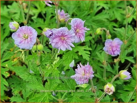 Geranium pratense &amp;#39;Else Lacey&amp;#39; | Beemdooievaarsbek, Ooievaarsbek, Tuingeranium | Wiesen-Storchschnabel