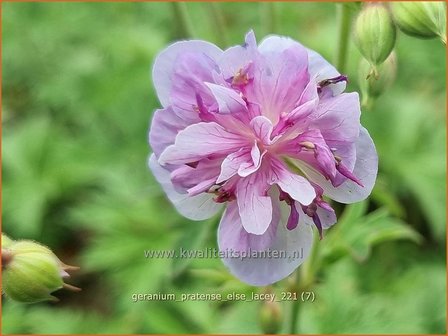 Geranium pratense &amp;#39;Else Lacey&amp;#39; | Beemdooievaarsbek, Ooievaarsbek, Tuingeranium | Wiesen-Storchschnabel