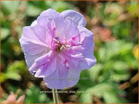 Geranium pratense &amp;#39;Else Lacey&amp;#39; | Beemdooievaarsbek, Ooievaarsbek, Tuingeranium | Wiesen-Storchschnabel