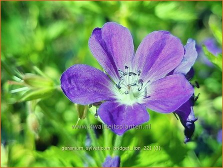 Geranium sylvaticum &amp;#39;Bridget Lion&amp;#39;