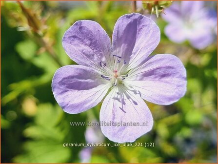 Geranium sylvaticum &amp;#39;Ice Blue&amp;#39; | Bosooievaarsbek, Ooievaarsbek, Tuingeranium | Wald-Storchschnabel